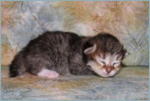 Female Siberian Kitten from Deedlebug Siberians